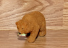 Cinnamon Bear with fish